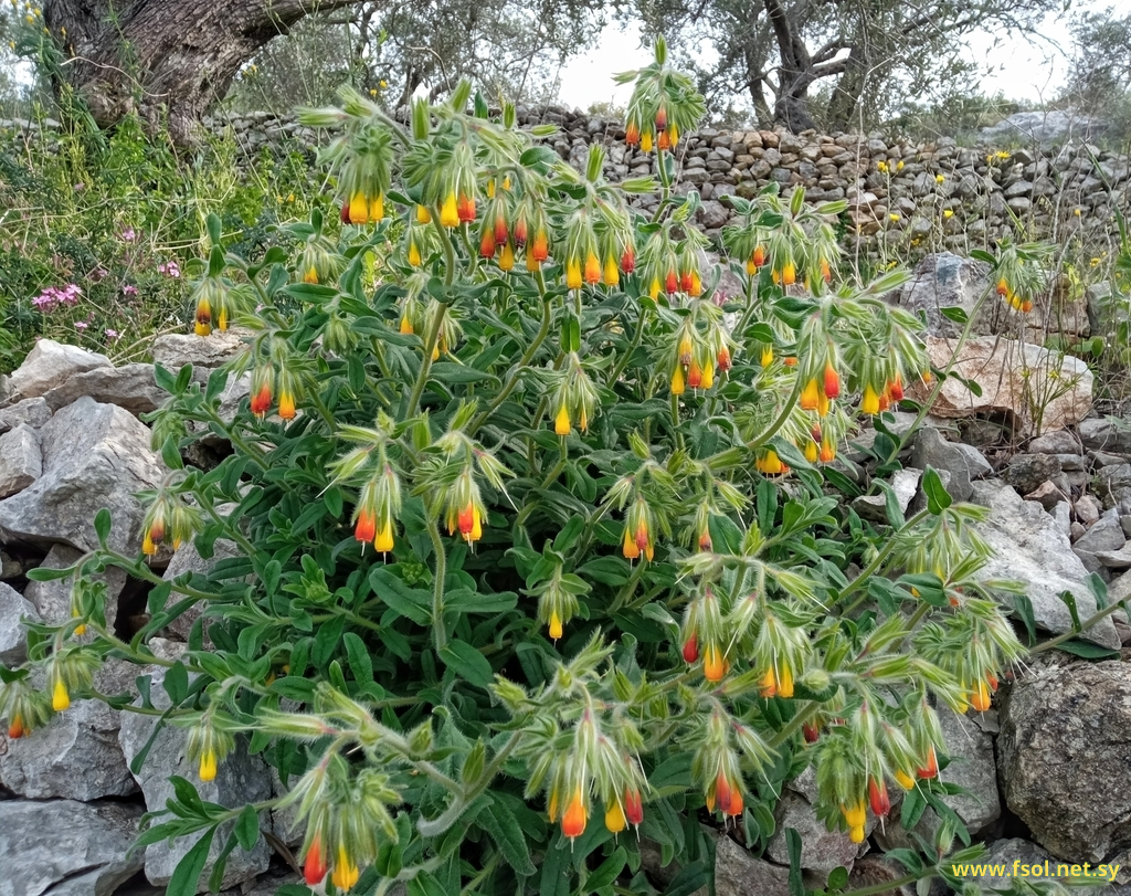 Onosma frutescens Lam.